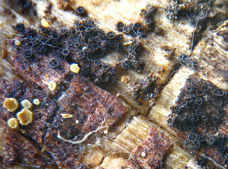 Pseudolachnea sp.